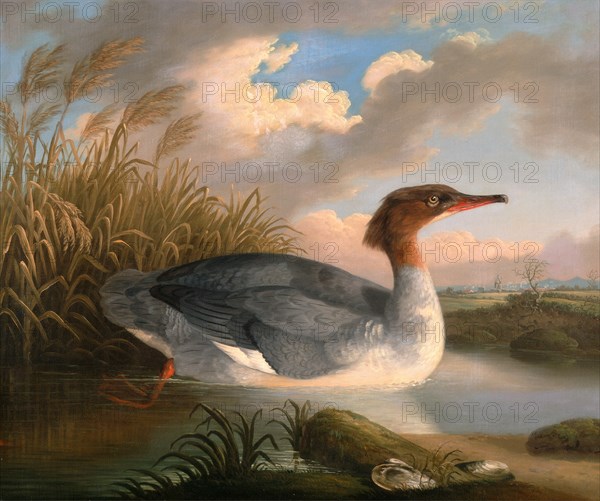 A Dun Diver (Goosander), Robert Wilkinson Padley, ca. 1775-1835, British