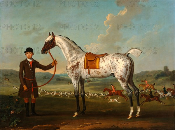 Scipio, a spotted hunter, the property of Colonel Roche Scipio, Colonel Roche's Spotted Hunter Scipio, property of Colonel Roche (?Node), member of the Buccleuch Hunt Inscribed in black paint, lower left: "Scipio a horse of | Colonel. Roche." Signed and dated in black paint, lower left: "T. Spener pinx. | [17...] [date hidden by frame]", Thomas Spencer, 1700-1753, British