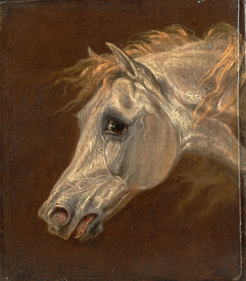 Head of a Grey Arabian Horse Signed in black paint, lower right: "MTW", Martin Theodore Ward, 1799-1874, British