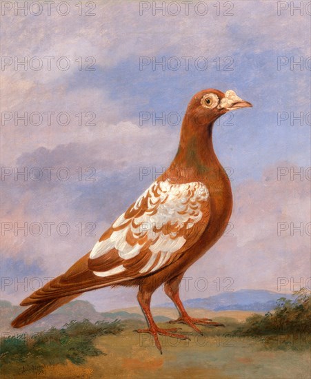 Red pied carrier Carrier Pigeons: Red Pied Carrier (plumage apricot and white), facing right (Pigeon, facing right) Signed and dated in paint, lower left: "D Wolfstenholme | 1837", Dean Wolstenholme, 1798-1882, British