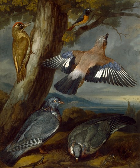 Jay, Green Woodpecker, Pigeons, and Redstart Landscape with a Green Woodpecker, a Jay, Two Pigeons, a Redstart, a Lizard and Two Frogs, signed, c.1650 Inscribed, center left: "Barlow | 165[0?]" Signed and dated, center left: "Barlow | 165[0?]", Francis Barlow, 1626-1702, British
