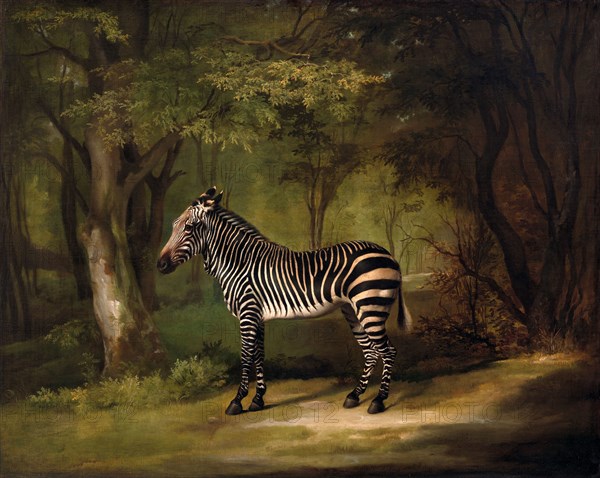 Zebra The First Zebra Seen in England Portrait of a Zebra, standing, turned to the left, in a park, George Stubbs, 1724-1806, British