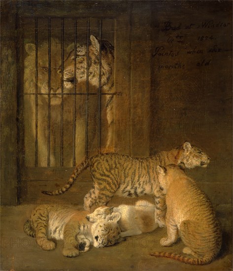 Group of Whelps Bred between a Lion and a Tigress A Group of Whelps Bread Between a Lion and a Tigress at Windsor (Liger Cubs) Liger cubs with a terrier, the parents in a cage beyond Inscribed in black paint, upper left: "Bred at Windsor Octr 1824. | Painted when six-months old", Jacques-Laurent Agasse, 1767-1849, Swiss
