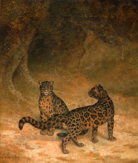Clouded Leopards Two Clouded Leopards Two Clouded Leopards from Sumatra Inscribed, lower left: "Somatra", Jacques-Laurent Agasse, 1767-1849, Swiss