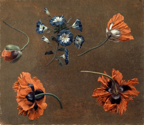 Poppies and Tradascanthus, unknown artist, 18th century, British