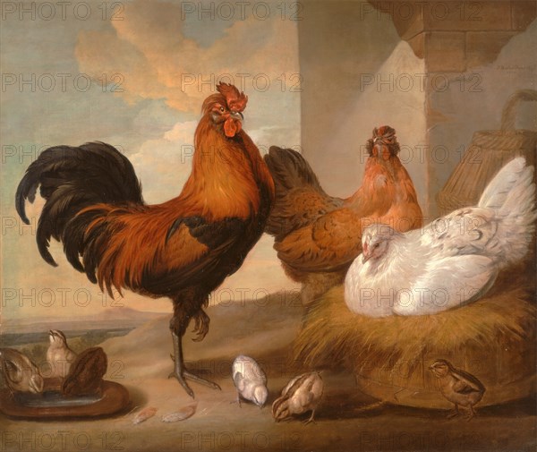 Domestic Cock, Hens, and Chicks Poultry Domestic Cock, Hens and Chickens Signed and dated in black paint, upper right: "F Barlow Pinxit | 1655", Francis Barlow, 1626-1702, British