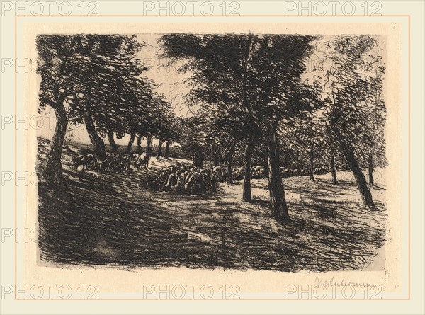 Max Liebermann, Herd of Sheep Under Trees, German, 1847-1935, 1891, etching and soft-ground etching on japan paper