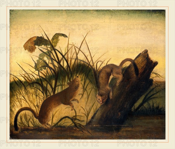 Studio of John James Audubon, Long-Tailed Weasel, c. 1845, oil on canvas