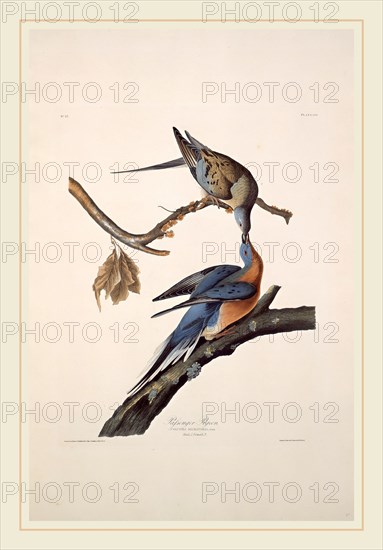 Robert Havell after John James Audubon, Passenger Pigeon, American, 1793-1878, 1829, hand-colored etching and aquatint on Whatman paper