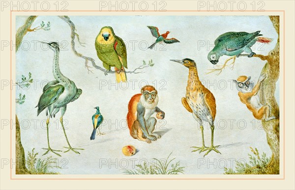 Circle of Jan van Kessel, Study of Birds and Monkeys, 1660-1670, oil on copper