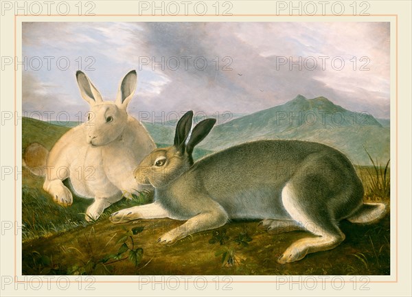 John James Audubon, Arctic Hare, American, 1785-1851, c. 1841, pen and black ink and graphite with watercolor and oil paint on paper