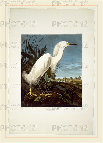 Robert Havell after John James Audubon, Snowy Heron, or White Egret, American, 1793-1878, 1835, hand-colored etching and aquatint on Whatman paper