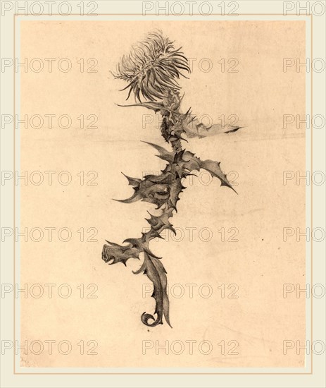 Karel Vitezslav Masek (Czech, 1865-1927), Thistle, 1890s, graphite