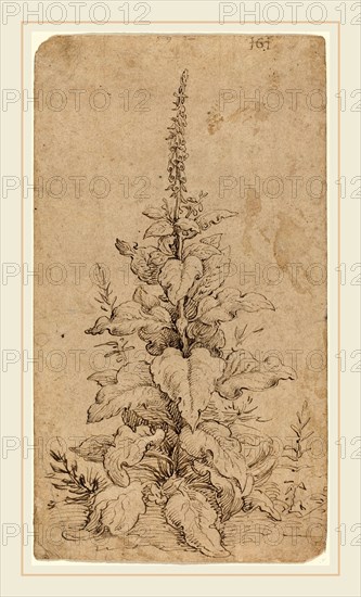 Hendrik Goltzius, Dutch (1558-1617), A Foxglove in Bloom, 1592, pen and brown ink on laid paper