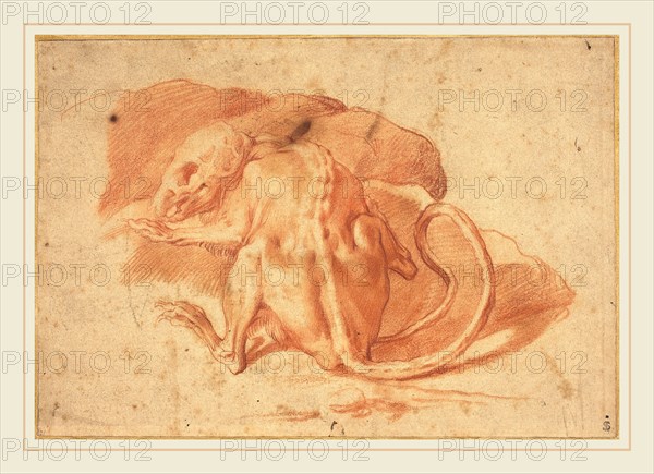 Attributed to Parmigianino, Italian (1503-1540), A Skinned Rat, red chalk on laid paper