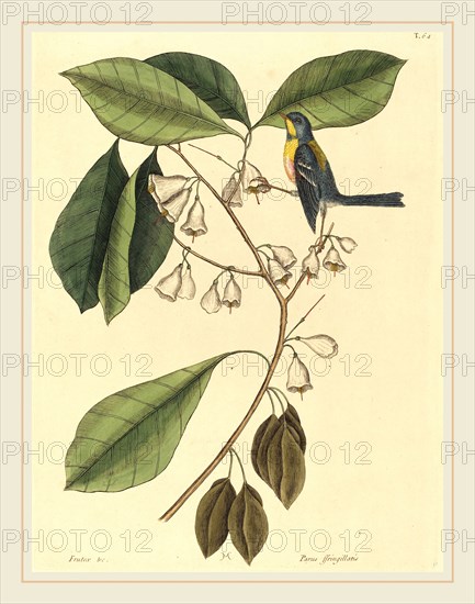 Mark Catesby,English, (1679-1749), The Finch Creeper (Parus americanus), published 1731-1743, hand-colored engraving on laid paper