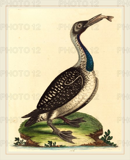 George Edwards,English, (1694-1773), Black and White Water-Fowl with Blue Throat, hand-colored etching on laid paper