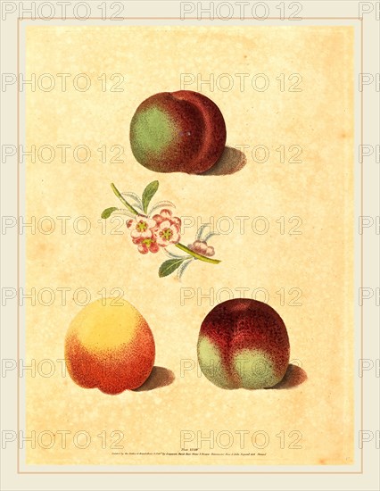 George Brookshaw, British (active 1812), Three Peaches, published 1817, line and stipple engraving partially printed in color and finished by hand
