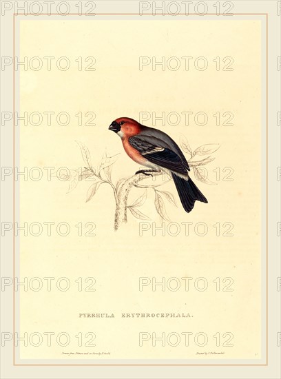 Elizabeth Gould, British (1804-1841), Pyrrhula Erythrocephala (Redheaded Bullfinch), hand-colored lithograph