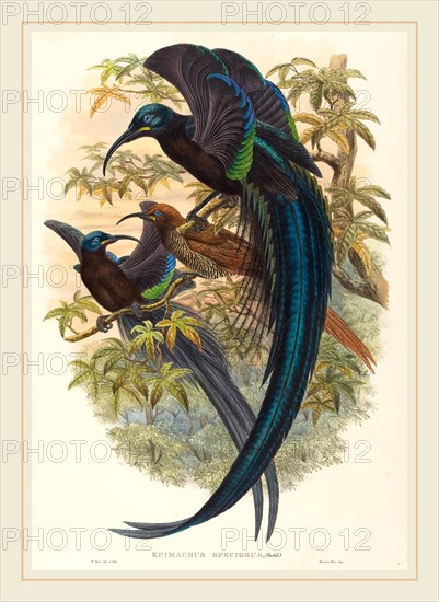 W. Hart, British (active 1851-1898), Epimachus speciosus (Sickle-billed Bird of Paradise), hand-colored lithograph