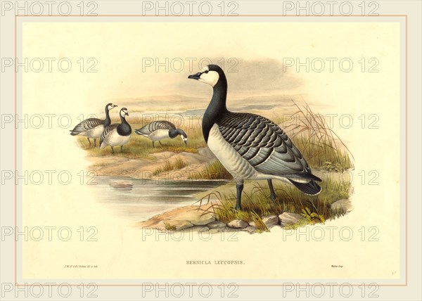 Joseph Wolf and H.C. Richter (active 1841-active c. 1881), Barnacle Goose (Bernicla Leucopsis), hand-colored lithograph