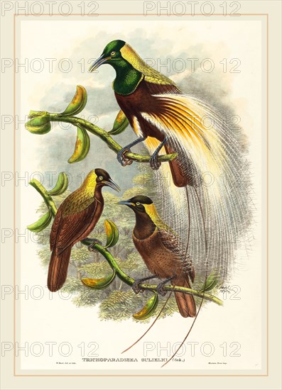 W. Hart, British (active 1851-1898), Trichoparadisea Gulielmi, published 1875-1888, hand-colored lithograph on wove paper