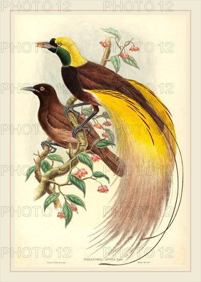John Gould and W. Hart, British (1804-1881), Bird of Paradise (Paradisea apoda), published 1875-1888, hand-colored lithograph on wove paper