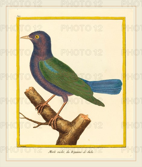 Matinet, French (active late 18th century), Merle Violet, du Royaume de Juda, hand-colored etching