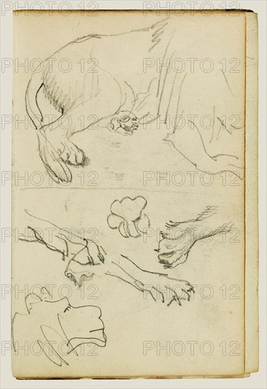 Various studies of lion leg, paws and head