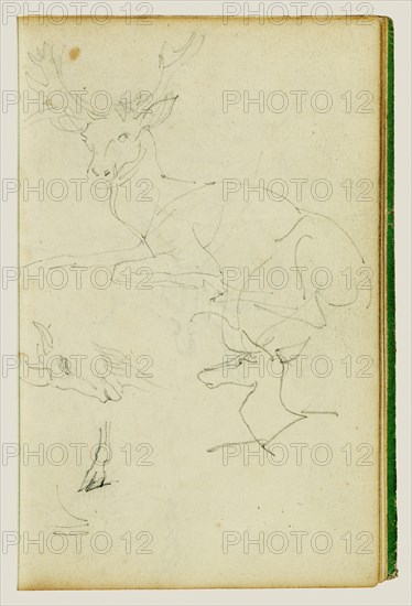 Studies of a seated stag, a fawn, a goat head