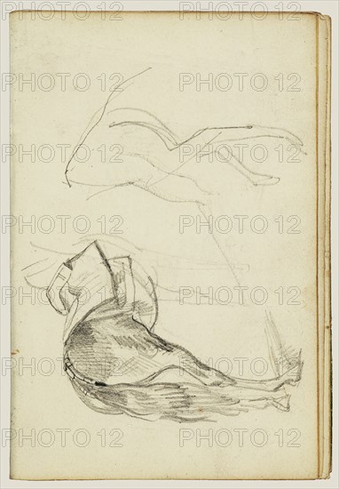 Horse Studies