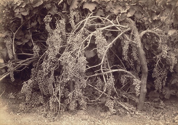 [Thompson's Seedless Grapes]