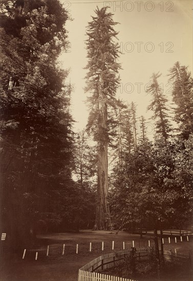 [Giant Redwood, Santa Cruz]