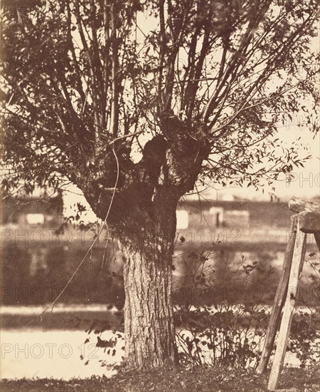 [Tree]