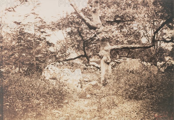 Gnarled Oak Tree near l'Epine Crossroads