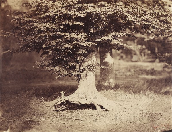 [The Beech Tree]