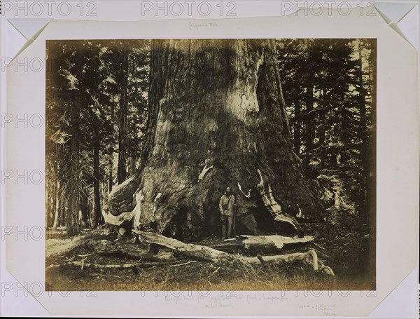 [Part of the Trunk of the "Grizzly Giant" with Clark - Mariposa