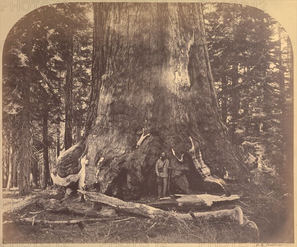 [Section Grizzly Giant, Mariposa Grove]