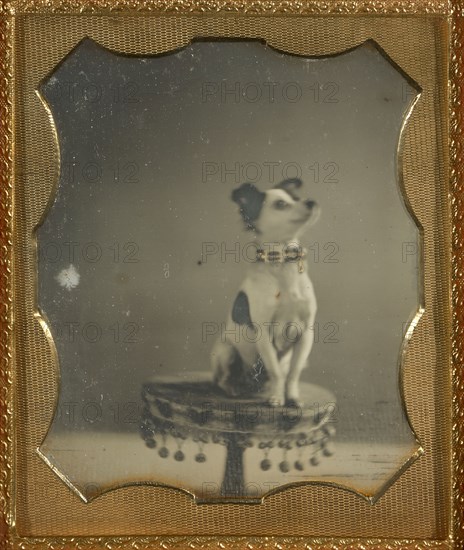[Dog sitting on a table]