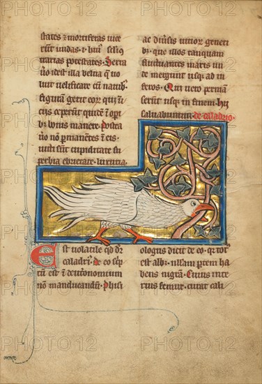 A Caladrius Bird