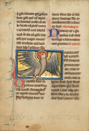 An Eagle