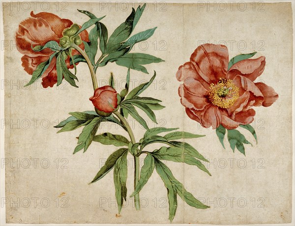 Studies of Peonies