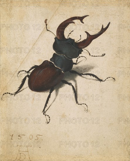 Stag Beetle