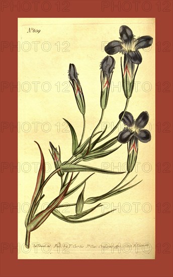 Botanical print by Sydenham Teast Edwards 1768 â€ì 1819, Sydenham Edwards was a natural history illustrator, British, UK, colour lithograph, botanical artist. From the Liszt Masterpieces of Botanical Illustration Collection.