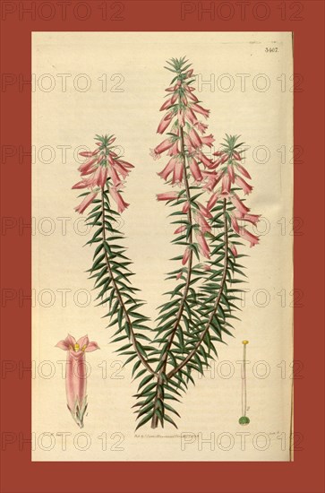 Botanical print by Sir William Jackson Hooker, FRS, 1785 â€ì 1865, English botanical illustrator. He held the post of Regius Professor of Botany at Glasgow University, and was Director of the Royal Botanic Gardens, Kew. From the Liszt Masterpieces of Botanical Illustration Collection.