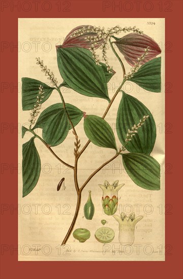 Botanical print by Sir William Jackson Hooker, FRS, 1785 â€ì 1865, English botanical illustrator. He held the post of Regius Professor of Botany at Glasgow University, and was Director of the Royal Botanic Gardens, Kew. From the Liszt Masterpieces of Botanical Illustration Collection.