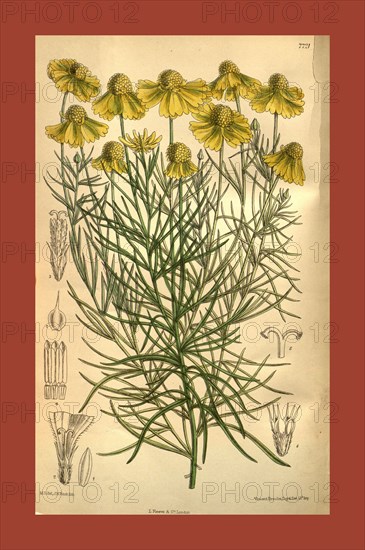 Botanical Print by Walter Hood Fitch 1817 â€ì 1892, W.H. Fitch was an botanical illustrator and artist, born in Glasgow, Scotland, UK, colour lithograph. From the Liszt Masterpieces of Botanical Illustration Collection.