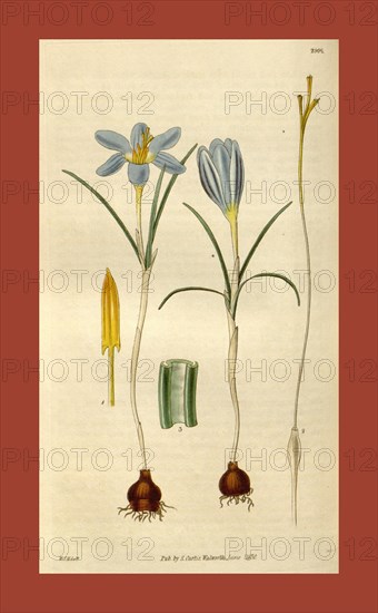 Botanical print by Sir William Jackson Hooker, FRS, 1785 â€ì 1865, English botanical illustrator. He held the post of Regius Professor of Botany at Glasgow University, and was Director of the Royal Botanic Gardens, Kew. From the Liszt Masterpieces of Botanical Illustration Collection.