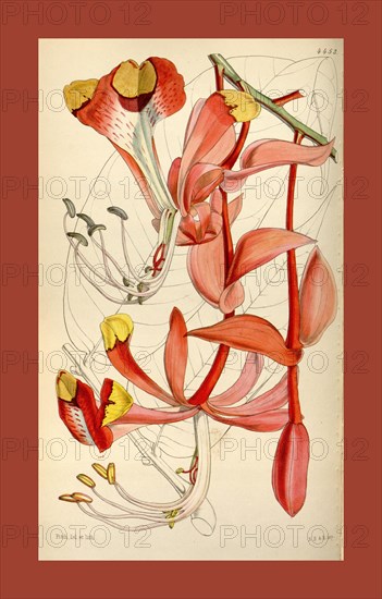 Botanical Print by Walter Hood Fitch 1817 â€ì 1892, W.H. Fitch was an botanical illustrator and artist, born in Glasgow, Scotland, UK, colour lithograph. From the Liszt Masterpieces of Botanical Illustration Collection.