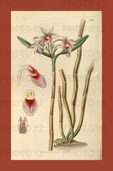 Botanical print by Sir William Jackson Hooker, FRS, 1785 â€ì 1865, English botanical illustrator. He held the post of Regius Professor of Botany at Glasgow University, and was Director of the Royal Botanic Gardens, Kew. From the Liszt Masterpieces of Botanical Illustration Collection.